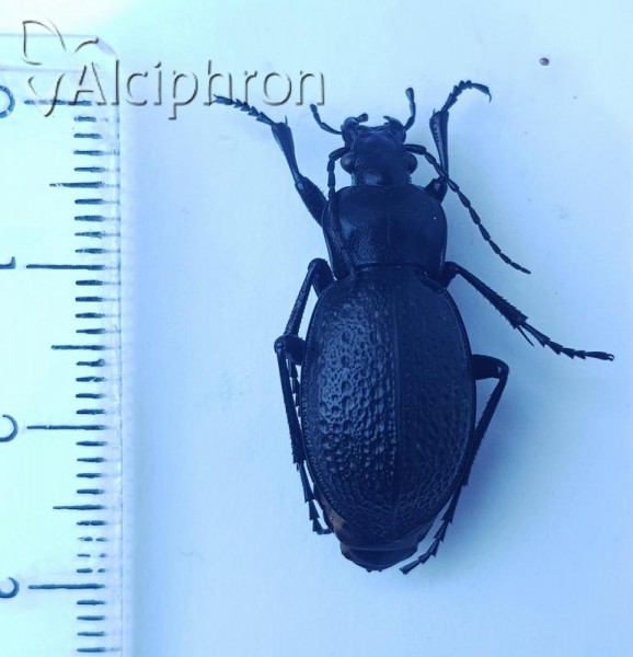 Carabus cavernosus