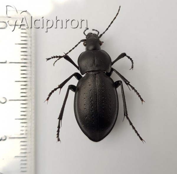 Carabus hungaricus