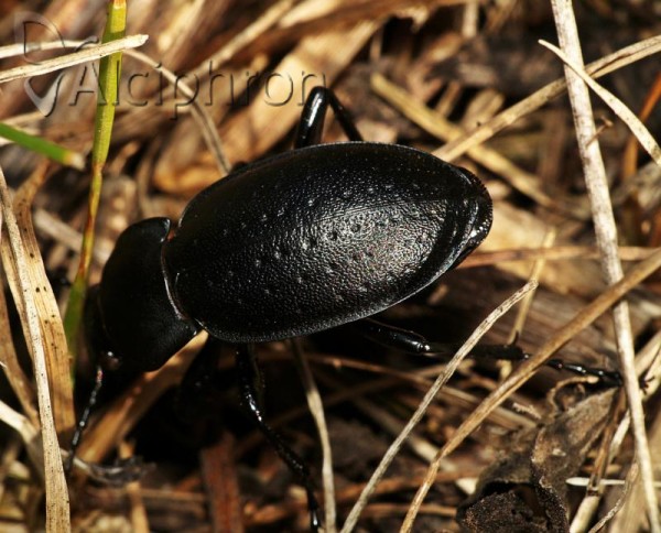 Carabus hungaricus