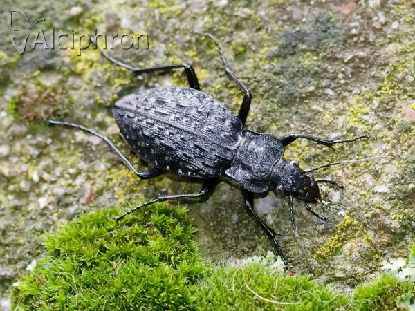 Carabus variolosus