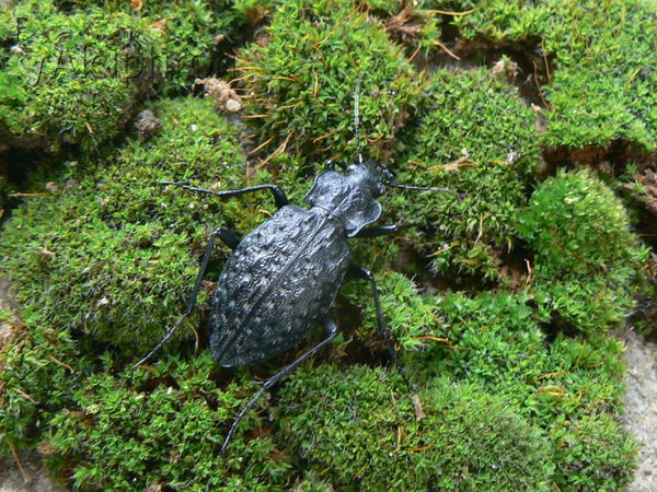 Carabus variolosus