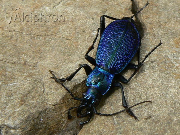 Carabus intricatus