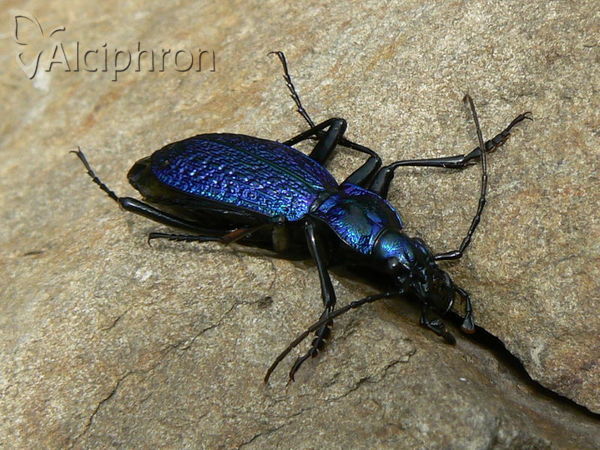 Carabus intricatus
