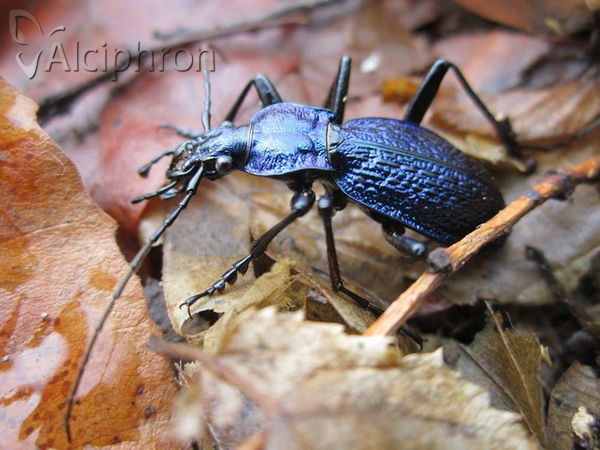 Carabus intricatus