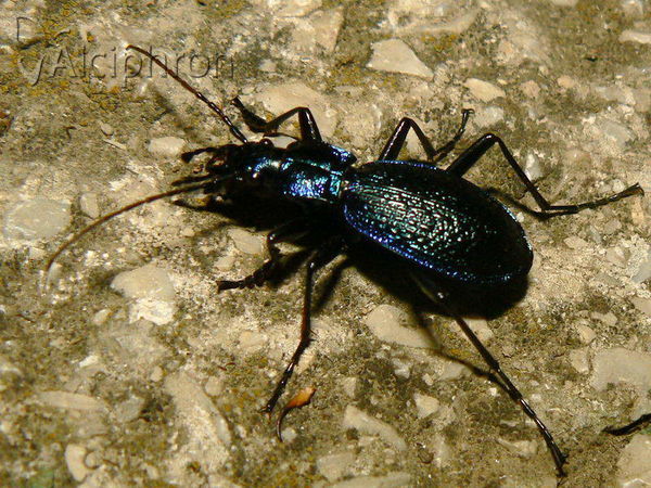 Carabus intricatus