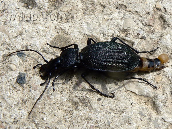 Carabus caelatus