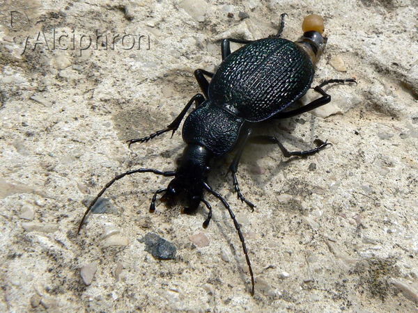 Carabus caelatus