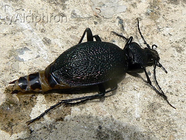 Carabus caelatus