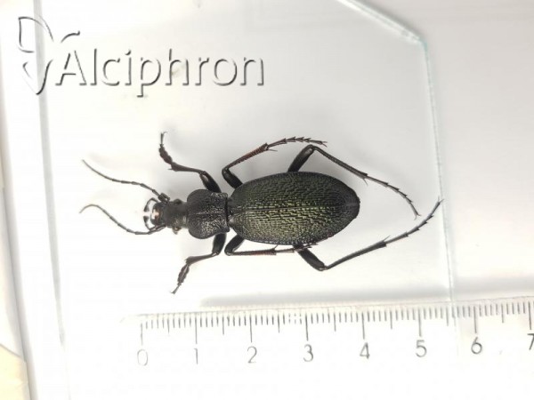 Carabus caelatus