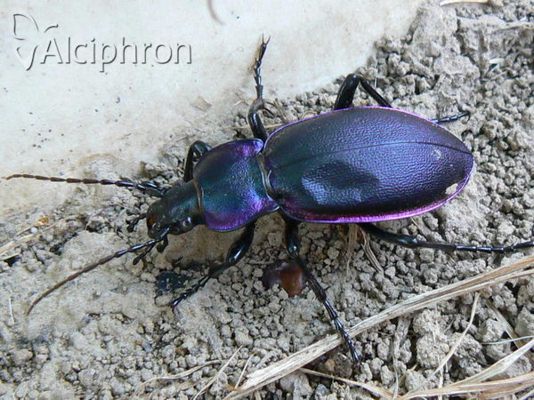 Carabus violaceus