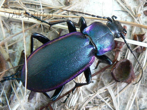 Carabus violaceus