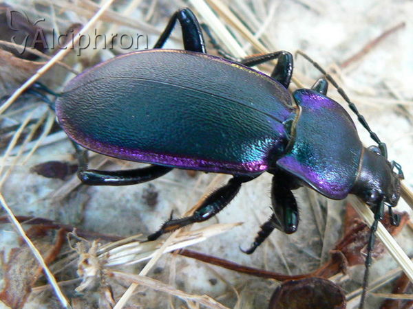 Carabus violaceus