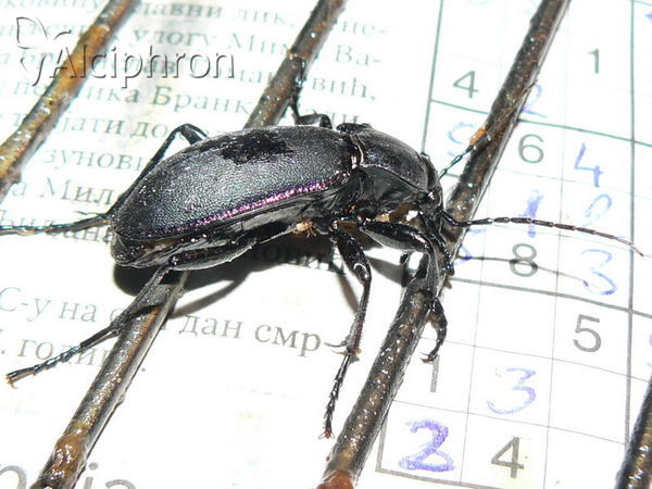 Carabus violaceus