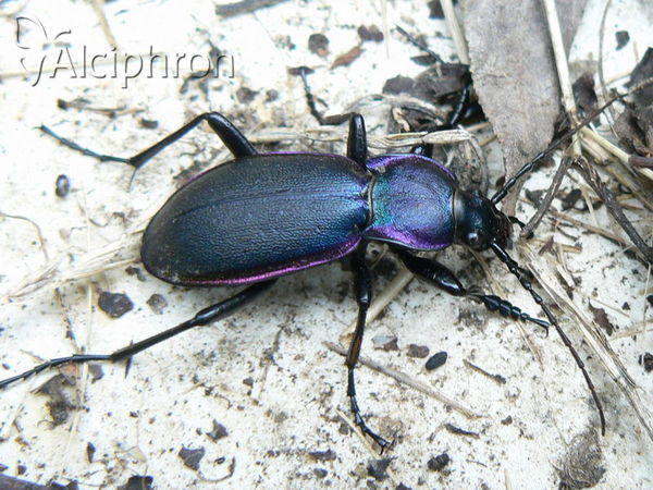 Carabus violaceus