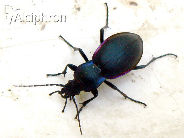 Carabus violaceus