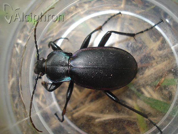 Carabus violaceus