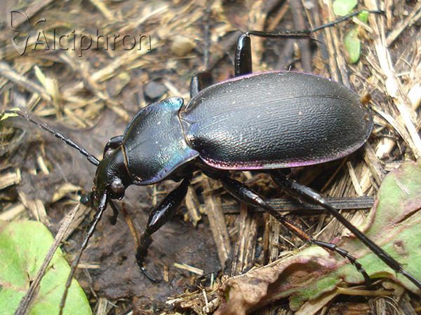 Carabus violaceus