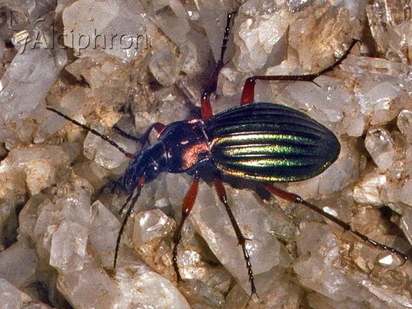 Carabus auronitens