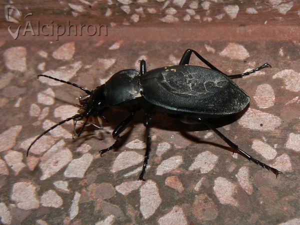 Carabus coriaceus