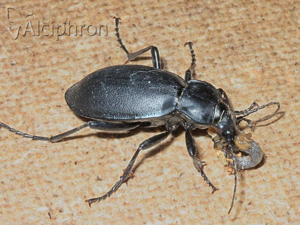 Carabus coriaceus