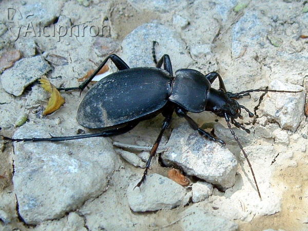Carabus coriaceus
