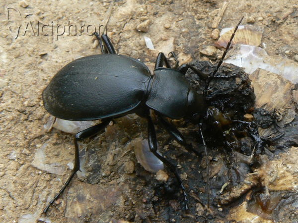 Carabus coriaceus