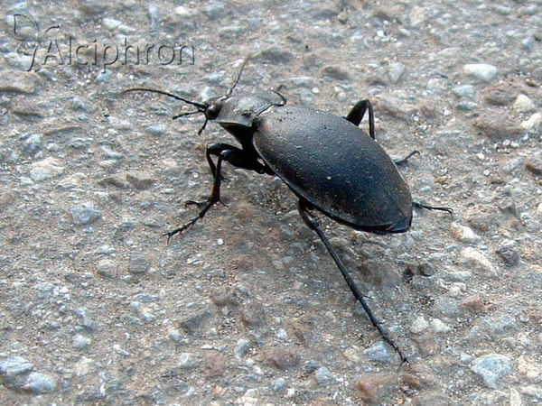 Carabus coriaceus