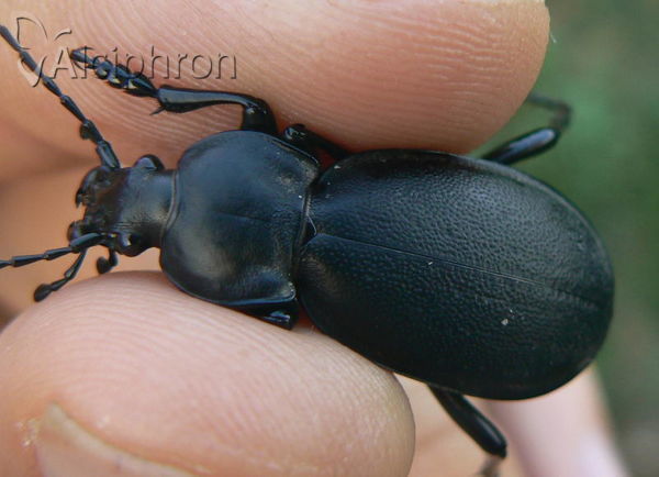 Carabus coriaceus