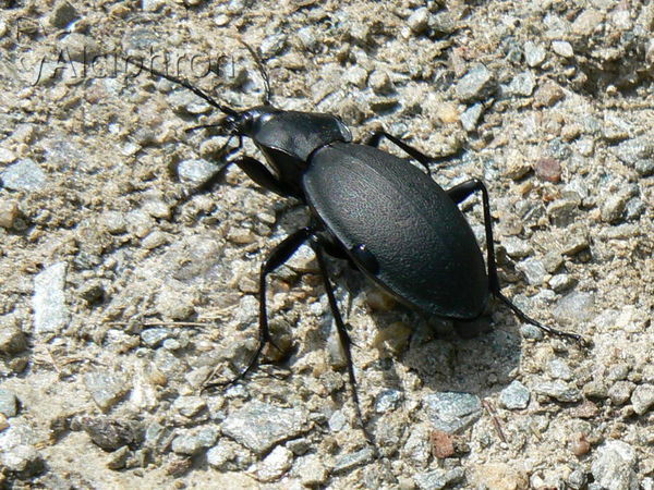 Carabus coriaceus