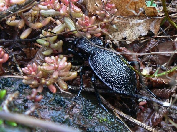 Carabus gigas