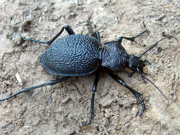 Carabus gigas