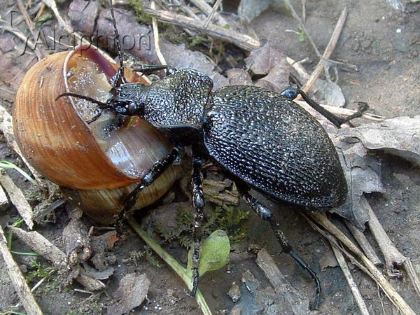 Carabus gigas