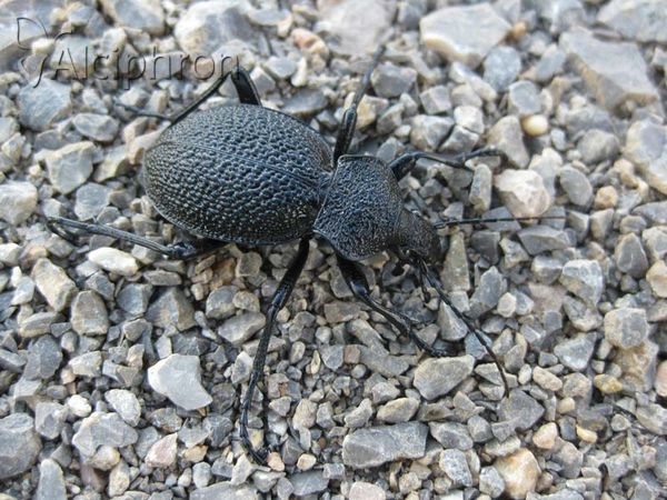 Carabus gigas