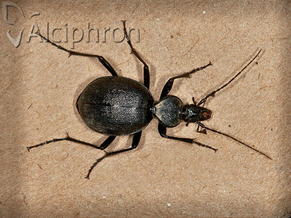 Cychrus caraboides