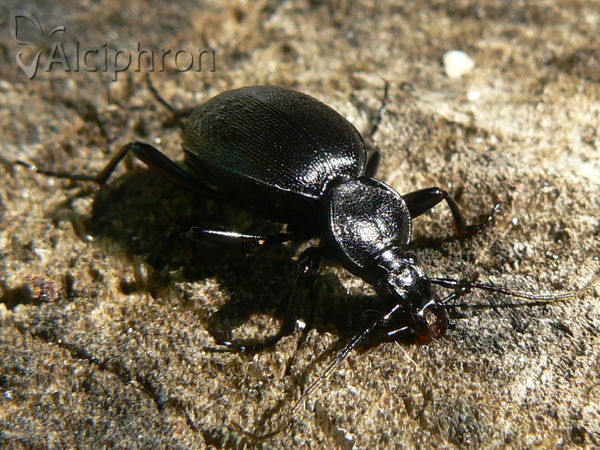 Cychrus semigranosus