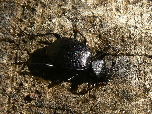 Cychrus semigranosus