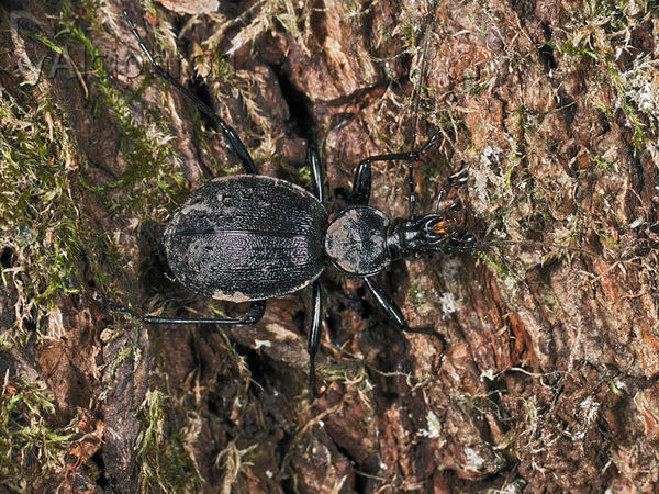 Cychrus semigranosus