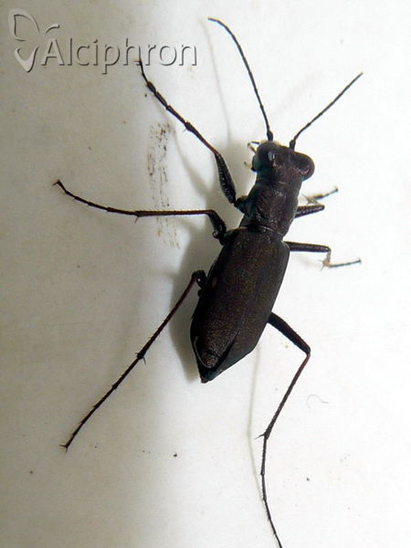Cylindera germanica