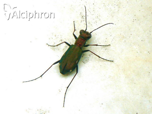 Cylindera germanica