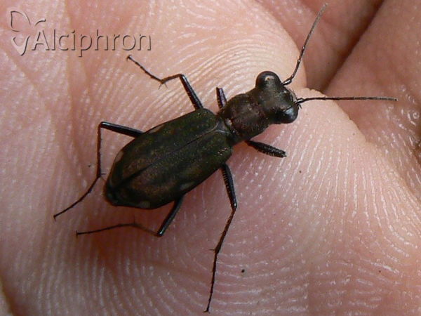 Cylindera germanica