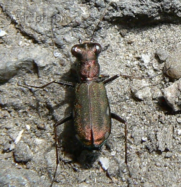 Cylindera germanica