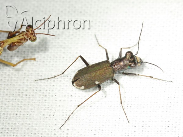 Cylindera germanica