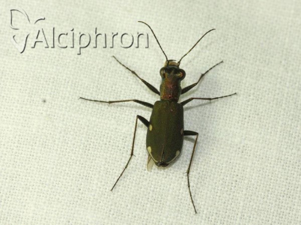Cylindera germanica