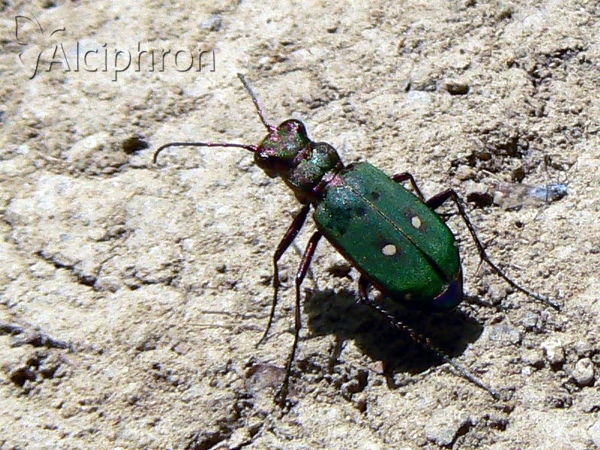 Cicindela campestris
