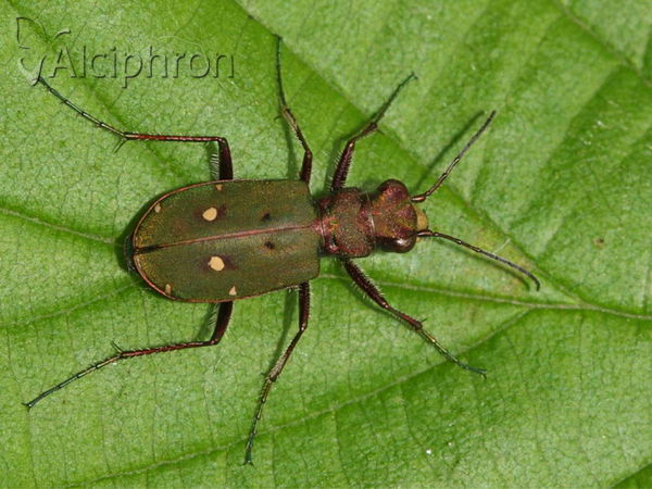 Cicindela campestris