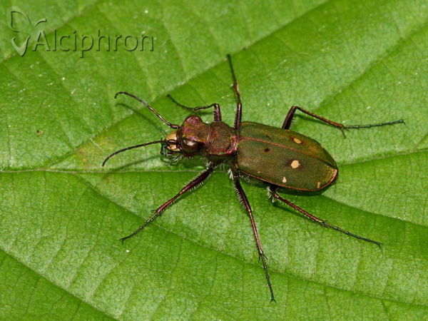 Cicindela campestris