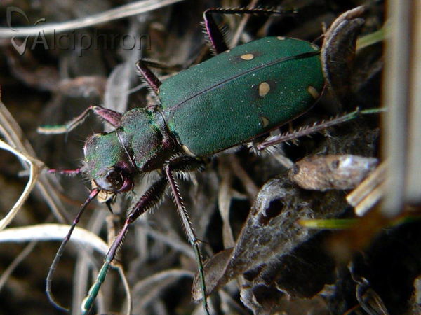 Cicindela campestris