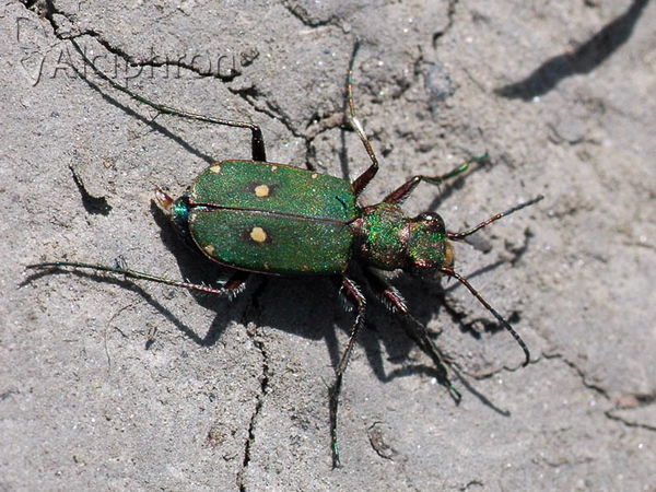 Cicindela campestris