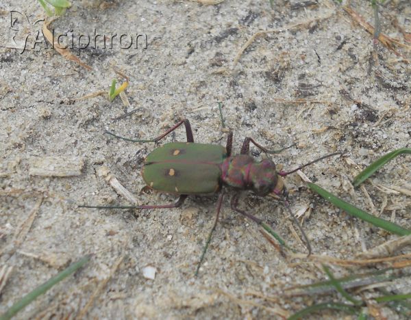 Cicindela campestris
