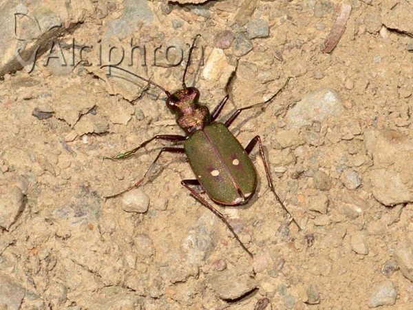 Cicindela campestris
